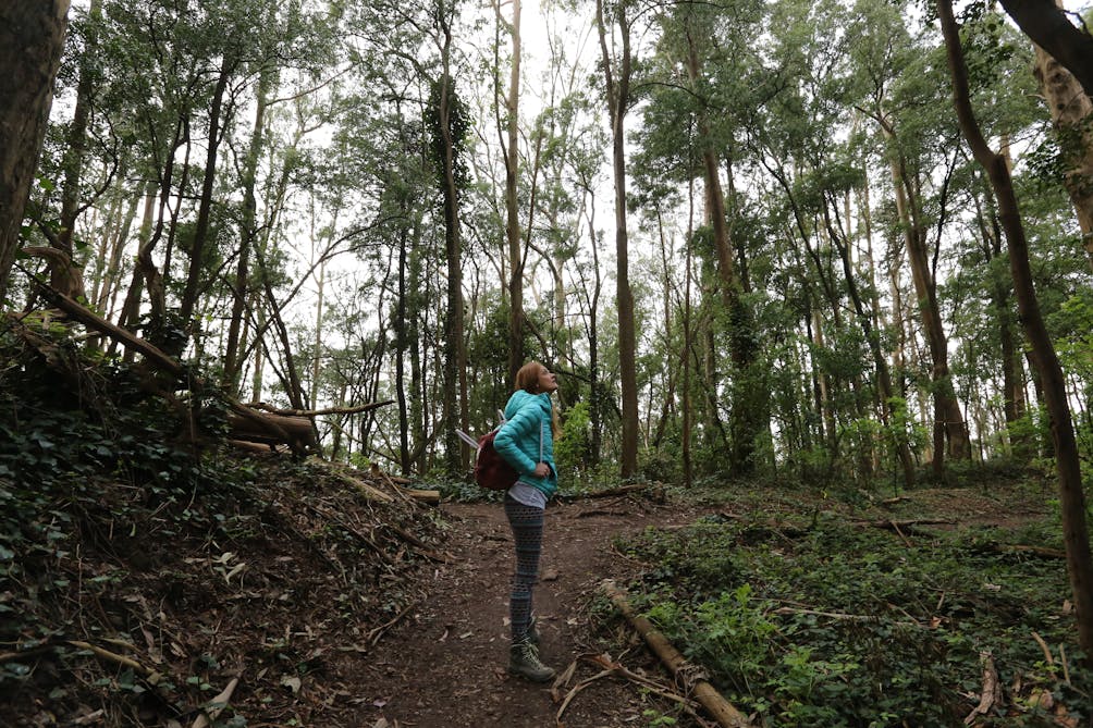 Hiker looking up at trees in Mount Sutro San Francisco 