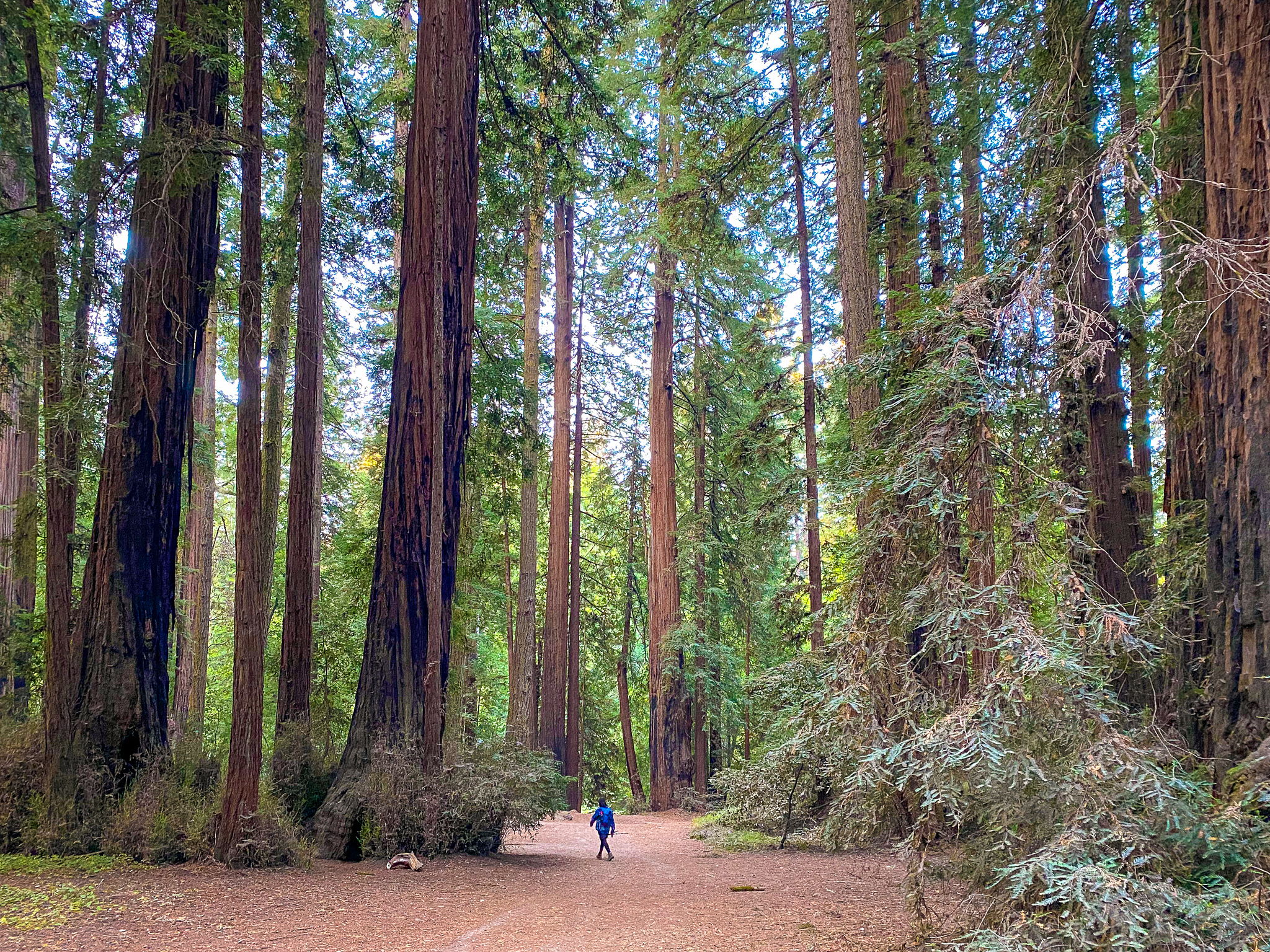 Hike the redwoods at Henry Cowell State Park