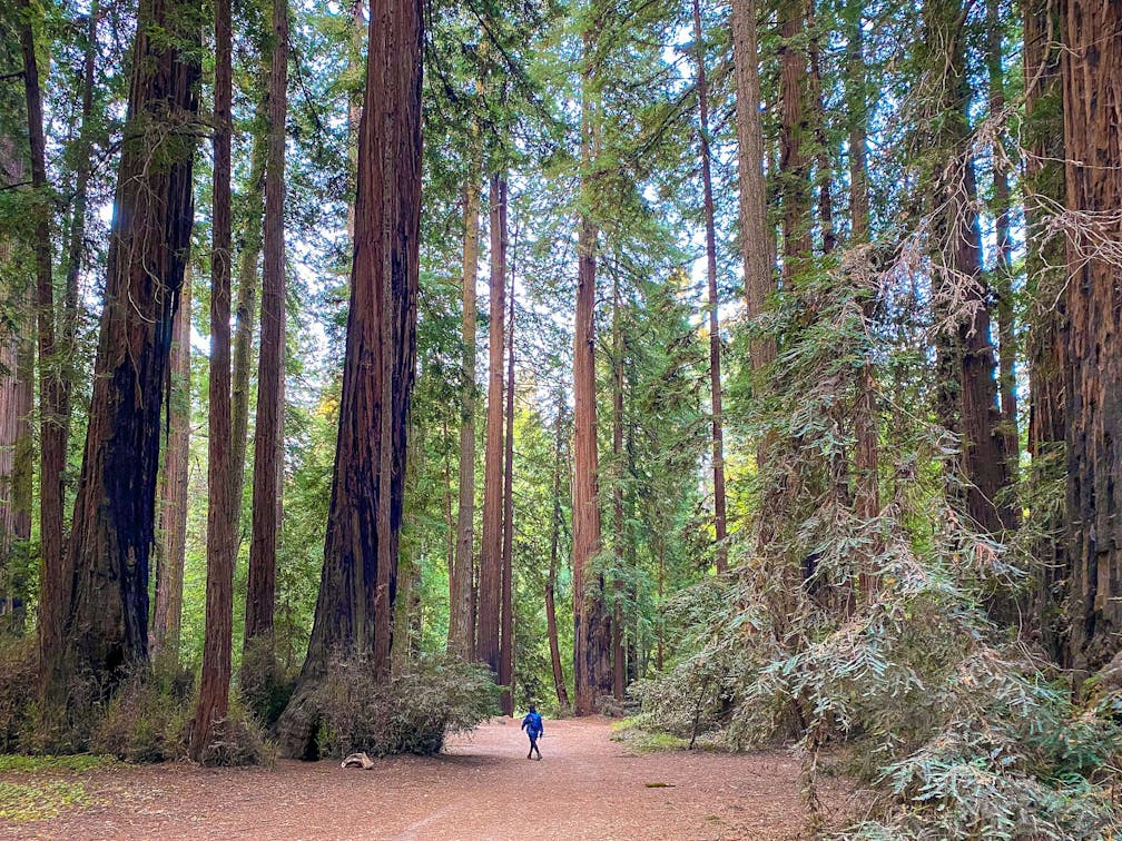 Hike the redwoods at Henry Cowell State Park