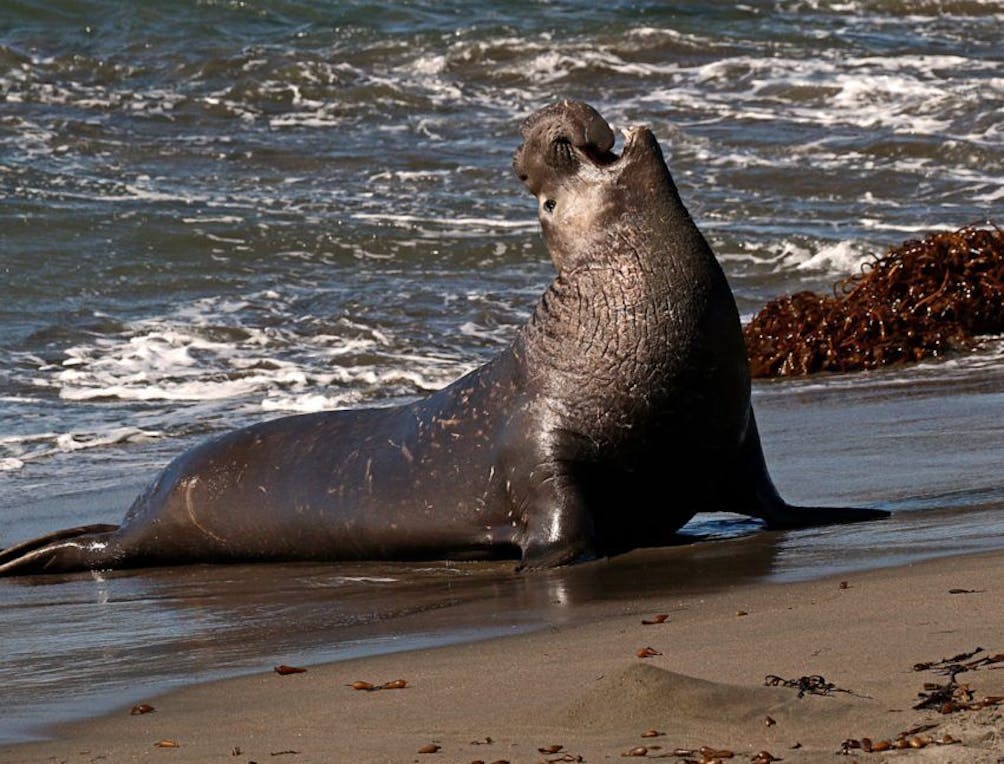 Hike to the elephant seals at A