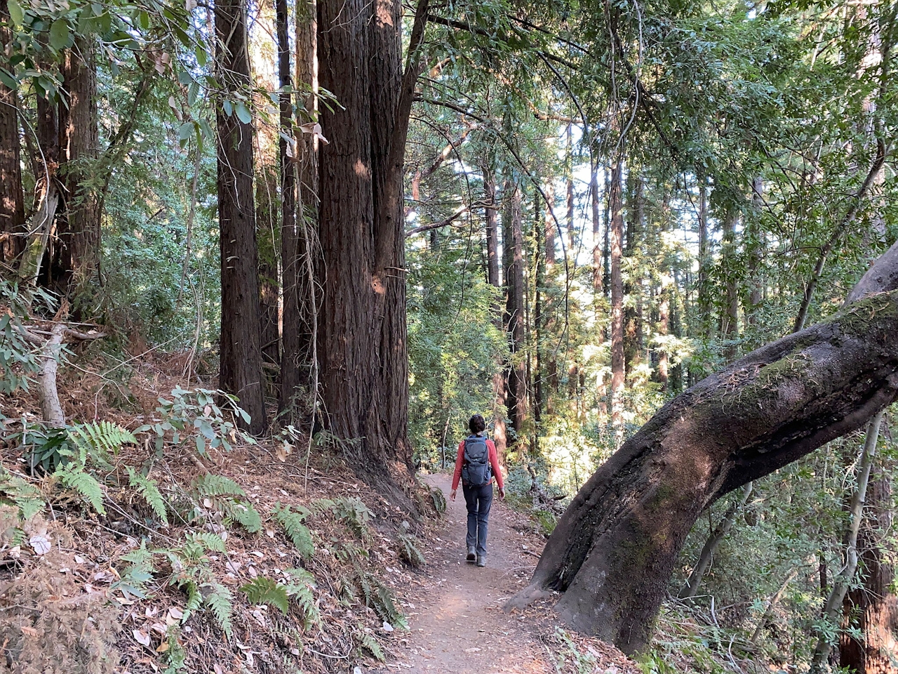 Todd Creek Redwoods Hike at Sanborn County Park 