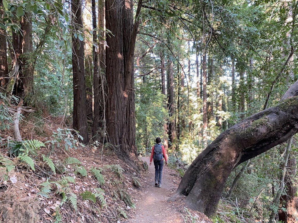 Todd Creek Redwoods Hike at Sanborn County Park 