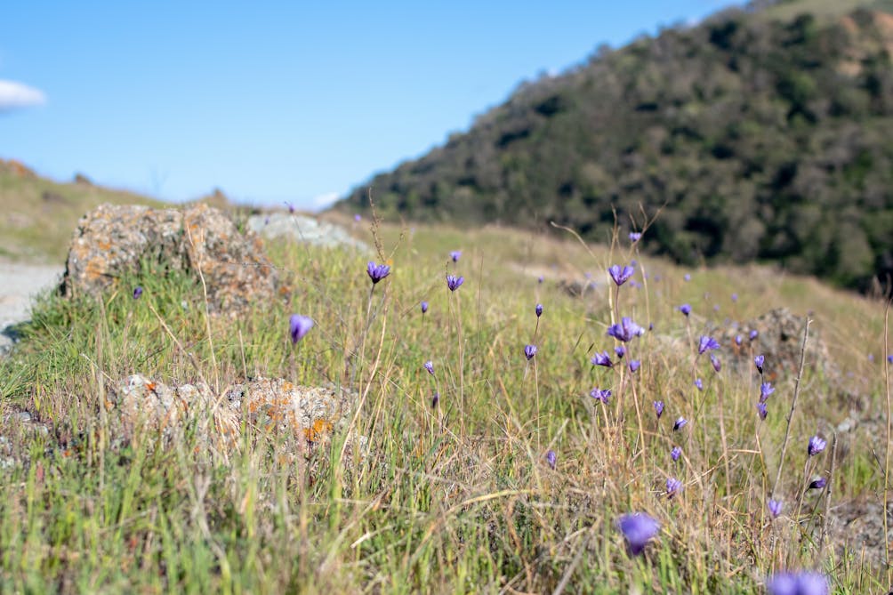 purple wildflowers alongside a hiking trail at Sunol Wilderness Regional Preserve 