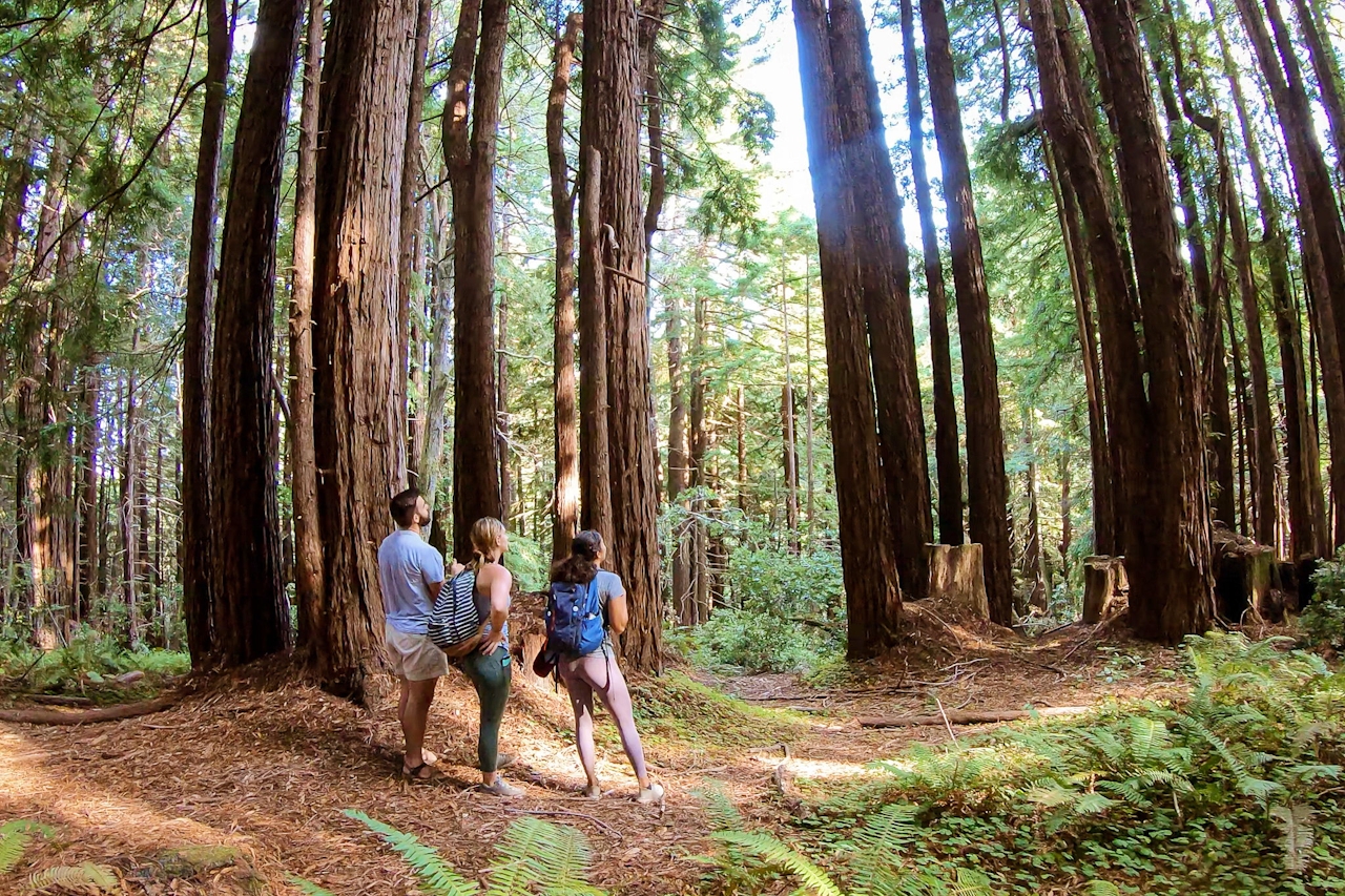 Hike among the redwoods at Pomo Canyon on the Sonoma Coast 