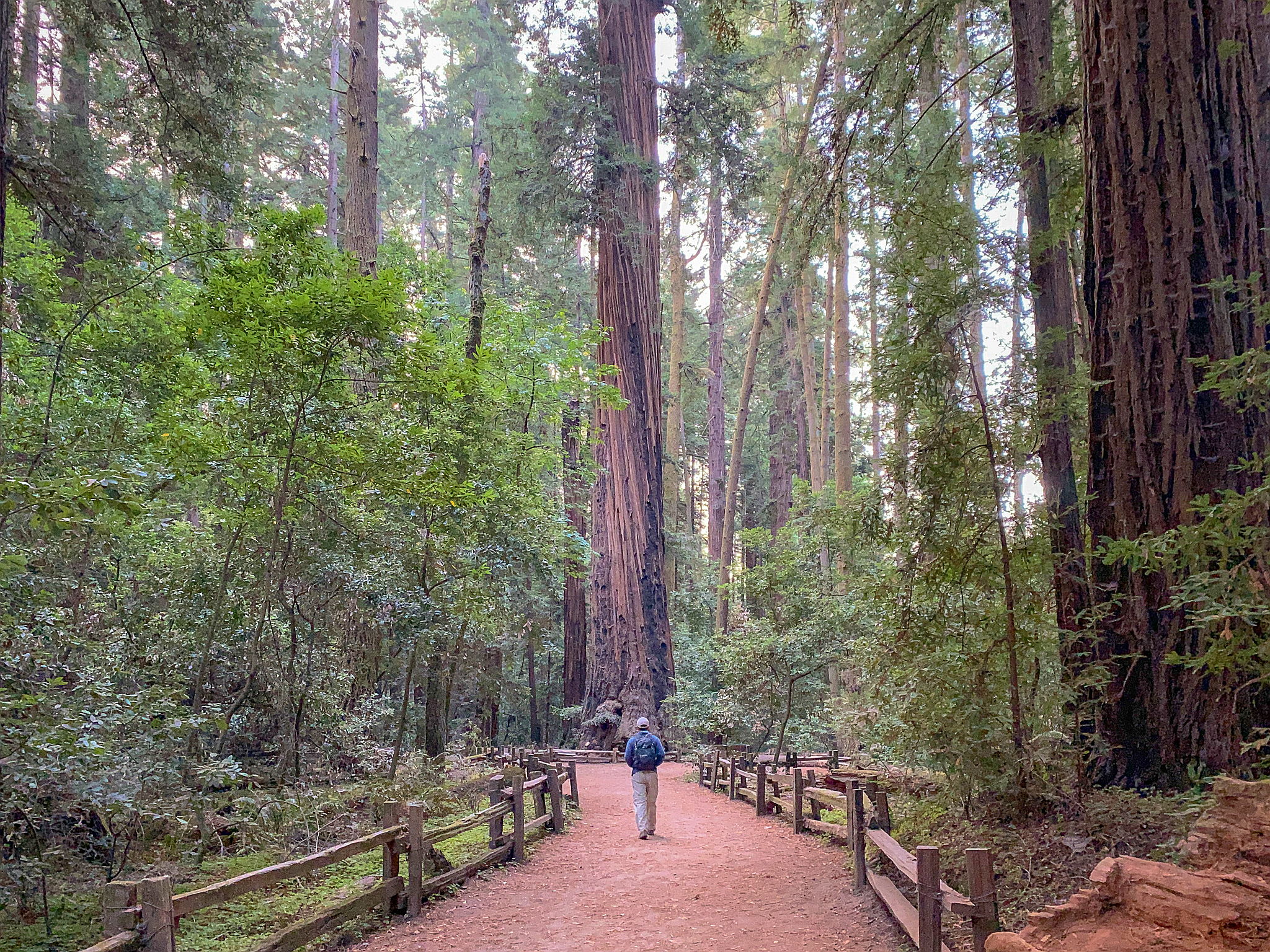 Hike the redwoods at Henry Cowell State Park 