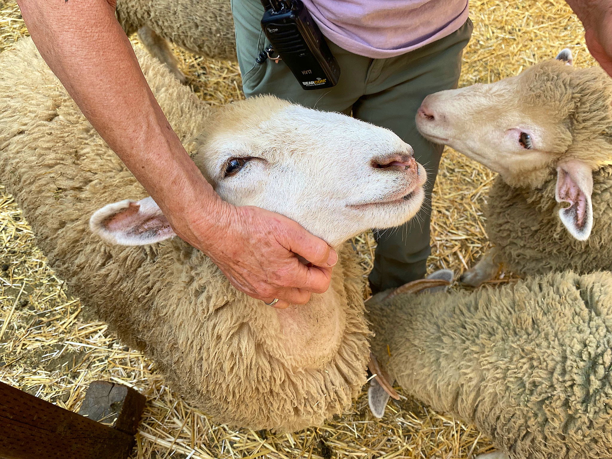 Woman hugging sheep at Hidden Villa Farm in the South Bay 