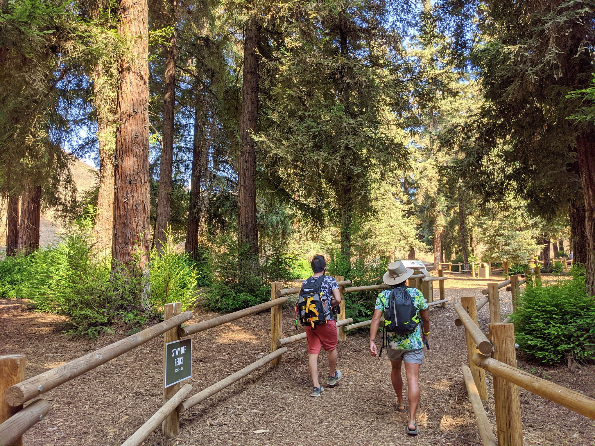 Redwoods Hikes in SoCal 