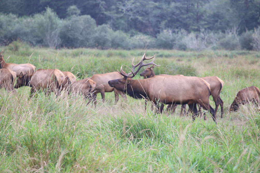 Roosevelt Elk at Redwood National Park in Humboldt County 