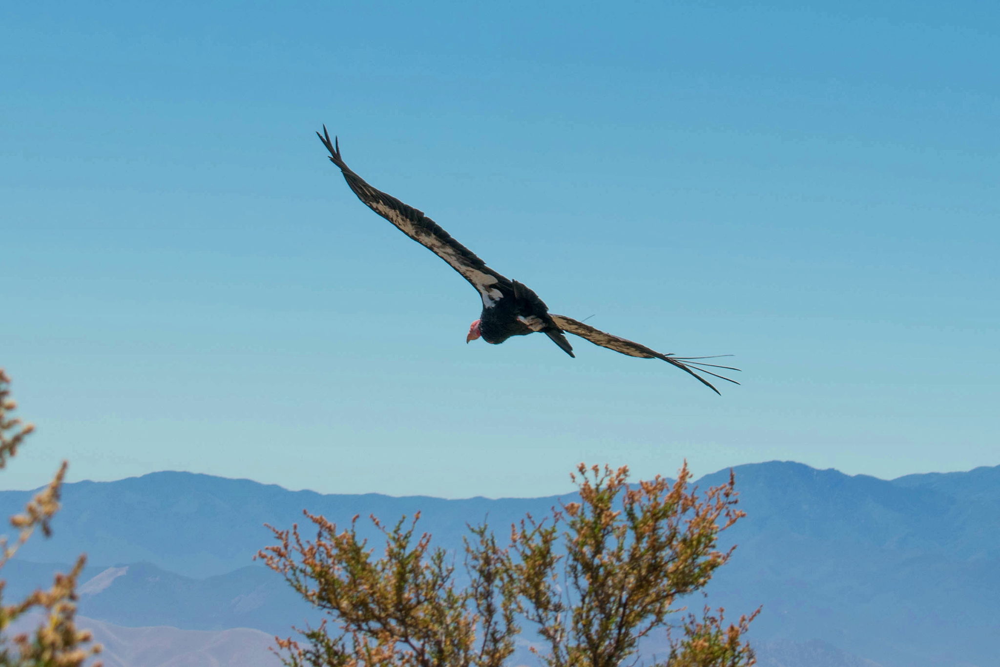 Condor at North Chalone Peak Pinnacles National Park