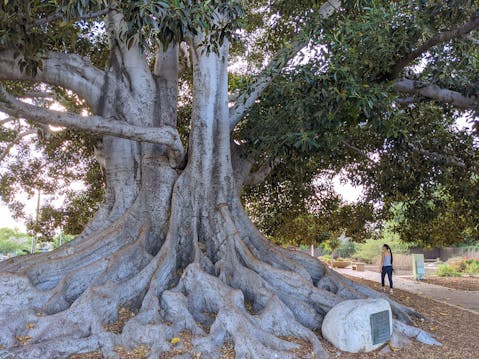Explore Big Tree Park in Glendora LA County 