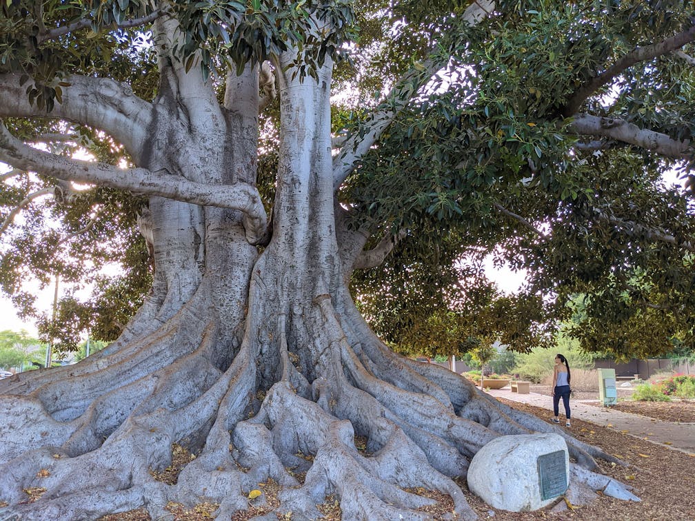 Explore Big Tree Park in Glendora LA County 