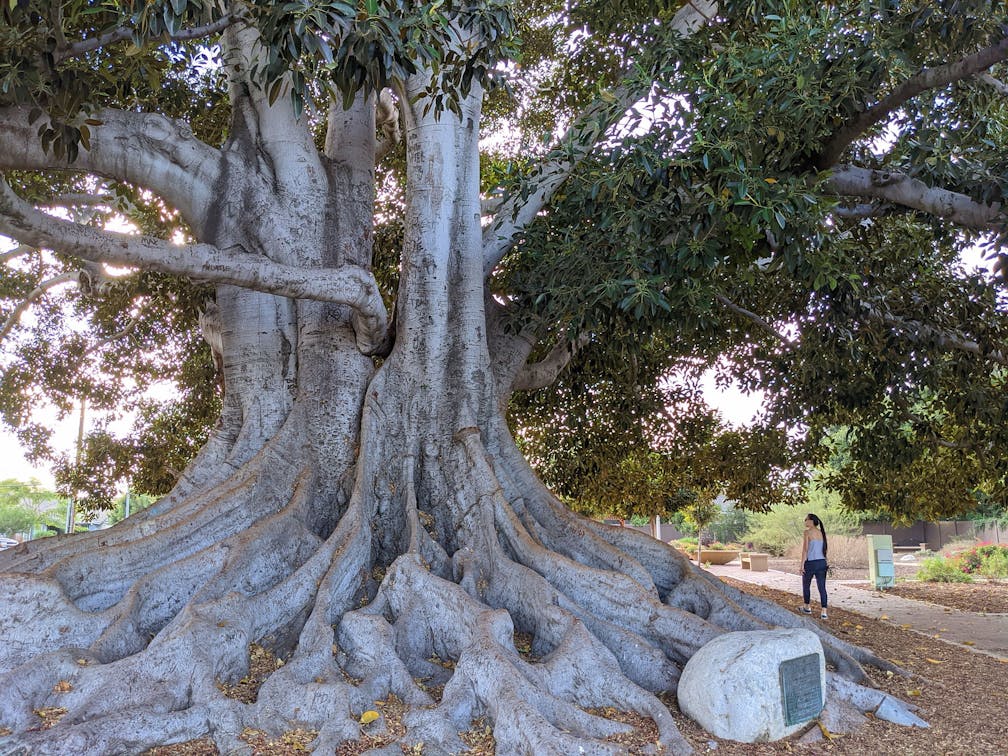 Big Tree Park And Historical Marker History