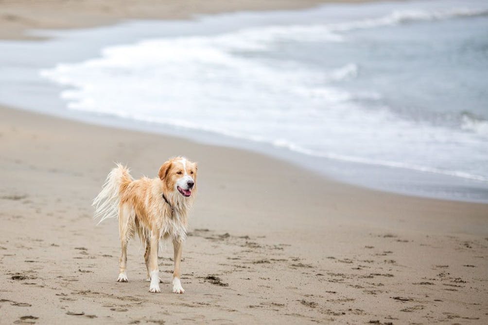 Dillon Beach in Marin 