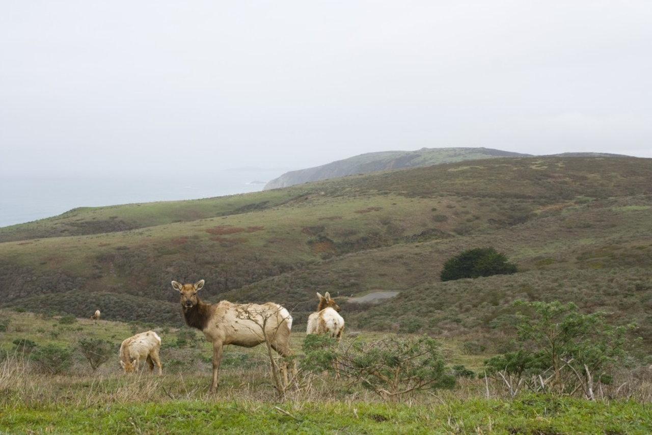 Tule Elk at Tomales Point in Point Reyes National Seashore