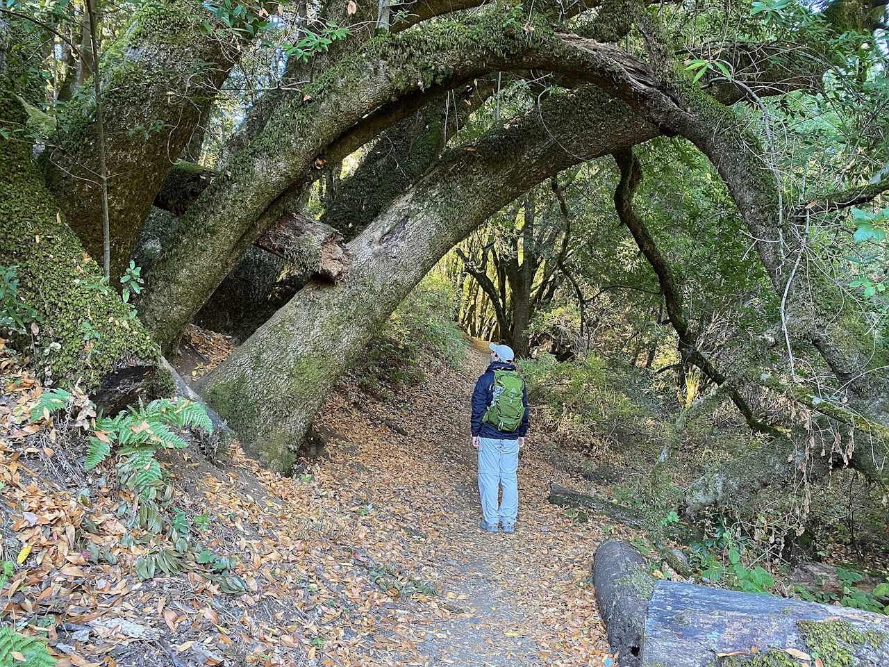 Hike Los Trancos Open Space Preserve in the Santa Cruz Mountains