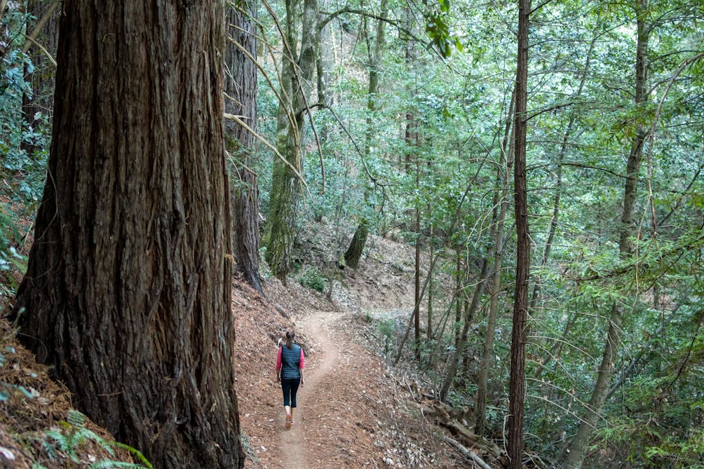 Hike among redwoods at El Corte Madera Creek Preserve
