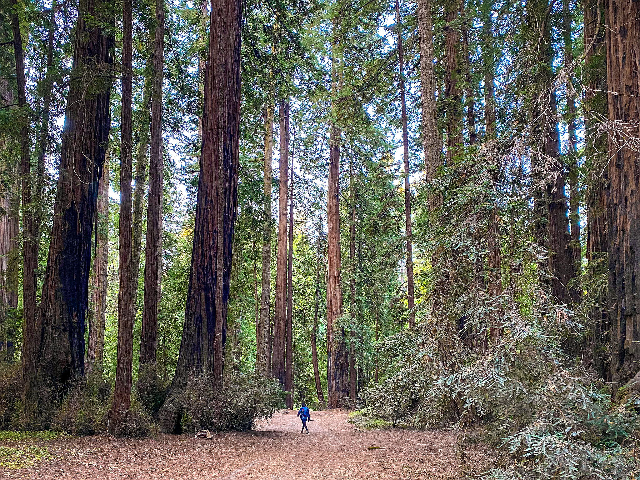 Hike the redwoods at Henry Cowell State Park 