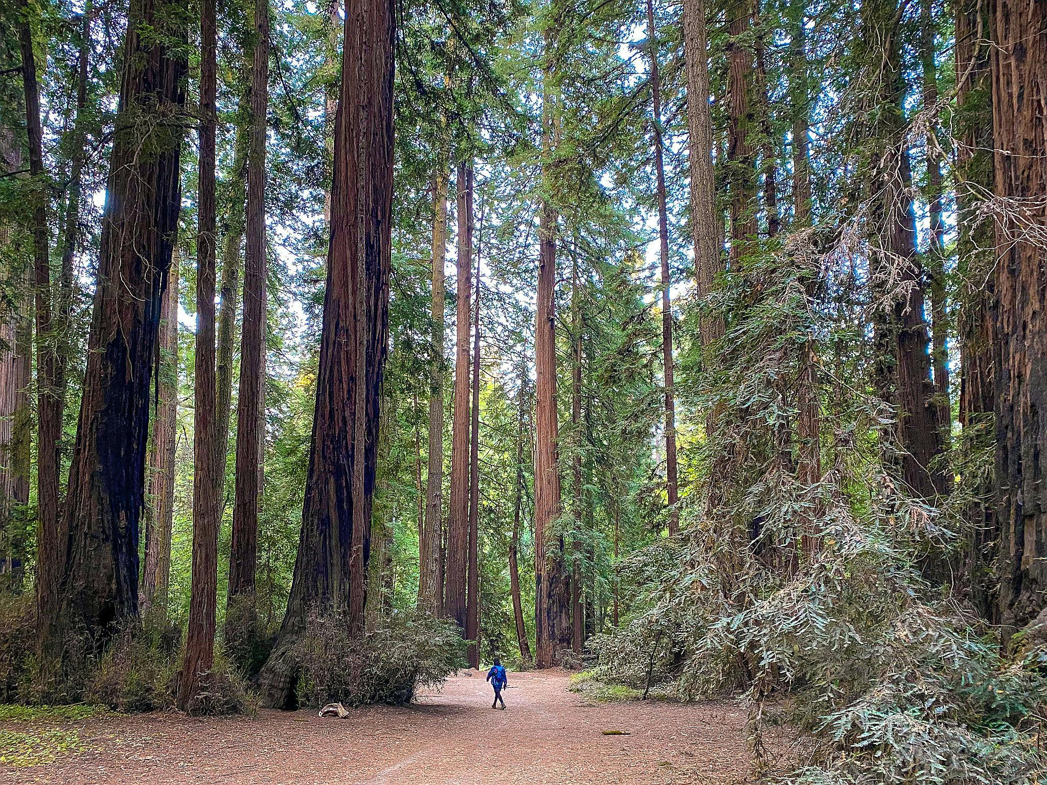Hike the redwoods at Henry Cowell State Park 