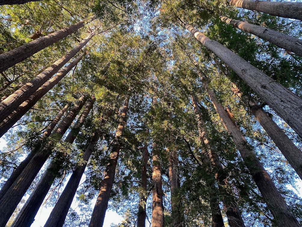 Hike redwoods at Sanborn County Park 