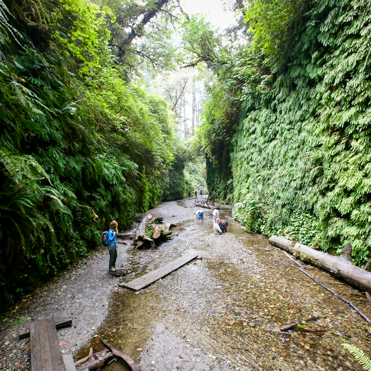 Hiker at Fern Canyon in Prairie Creek Redwoods State Park in Humboldt County 