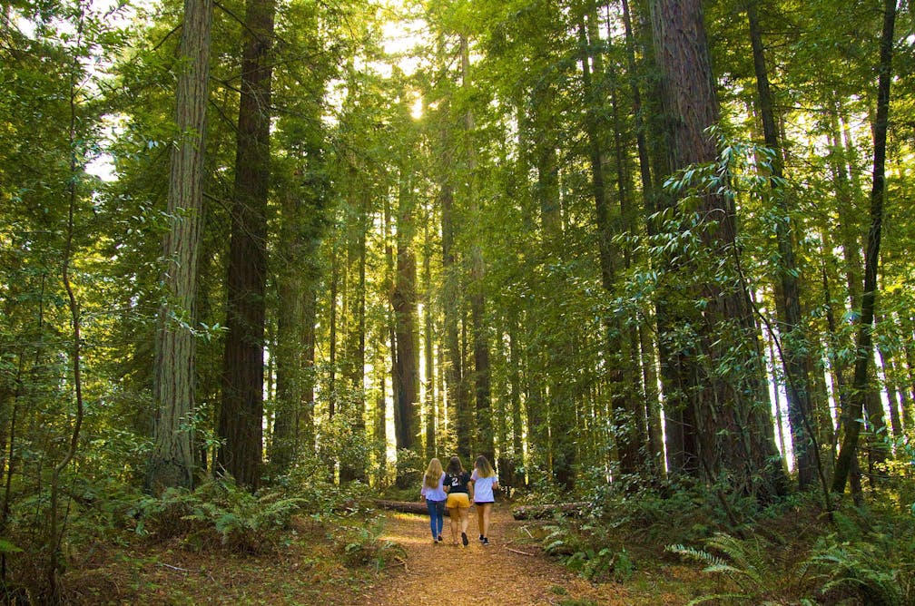 Hike the Grove of Old Trees in Occidental 