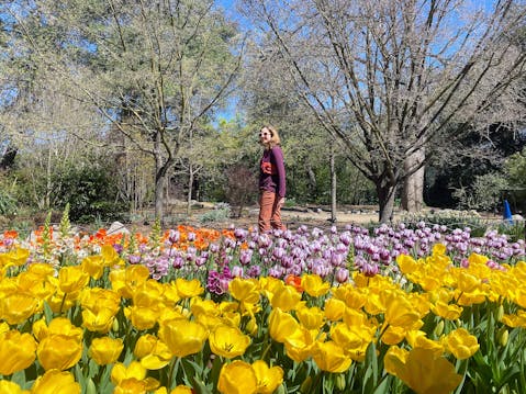 A woman stands amid an array of yellow and purple flowers at Descanso Gardens in Los Angeles 