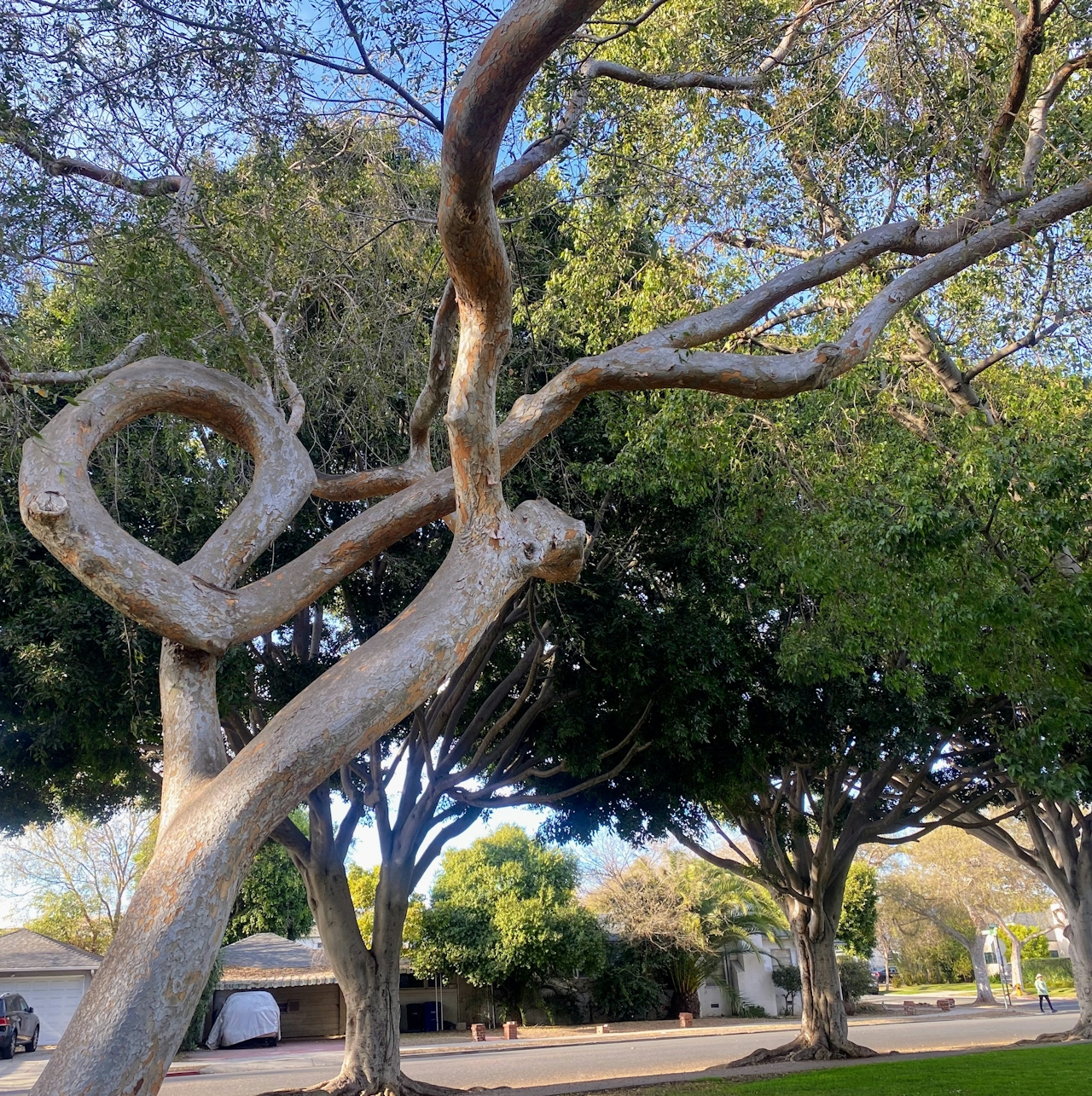 gnarled tree trunk in an LA Park as part of Trees of LA tour 