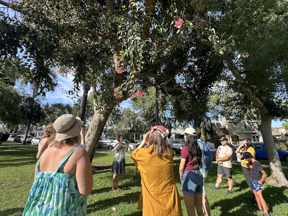 People gathered around a tree at an LA Park as part of the Tree Tour led by Stephanie Carrie