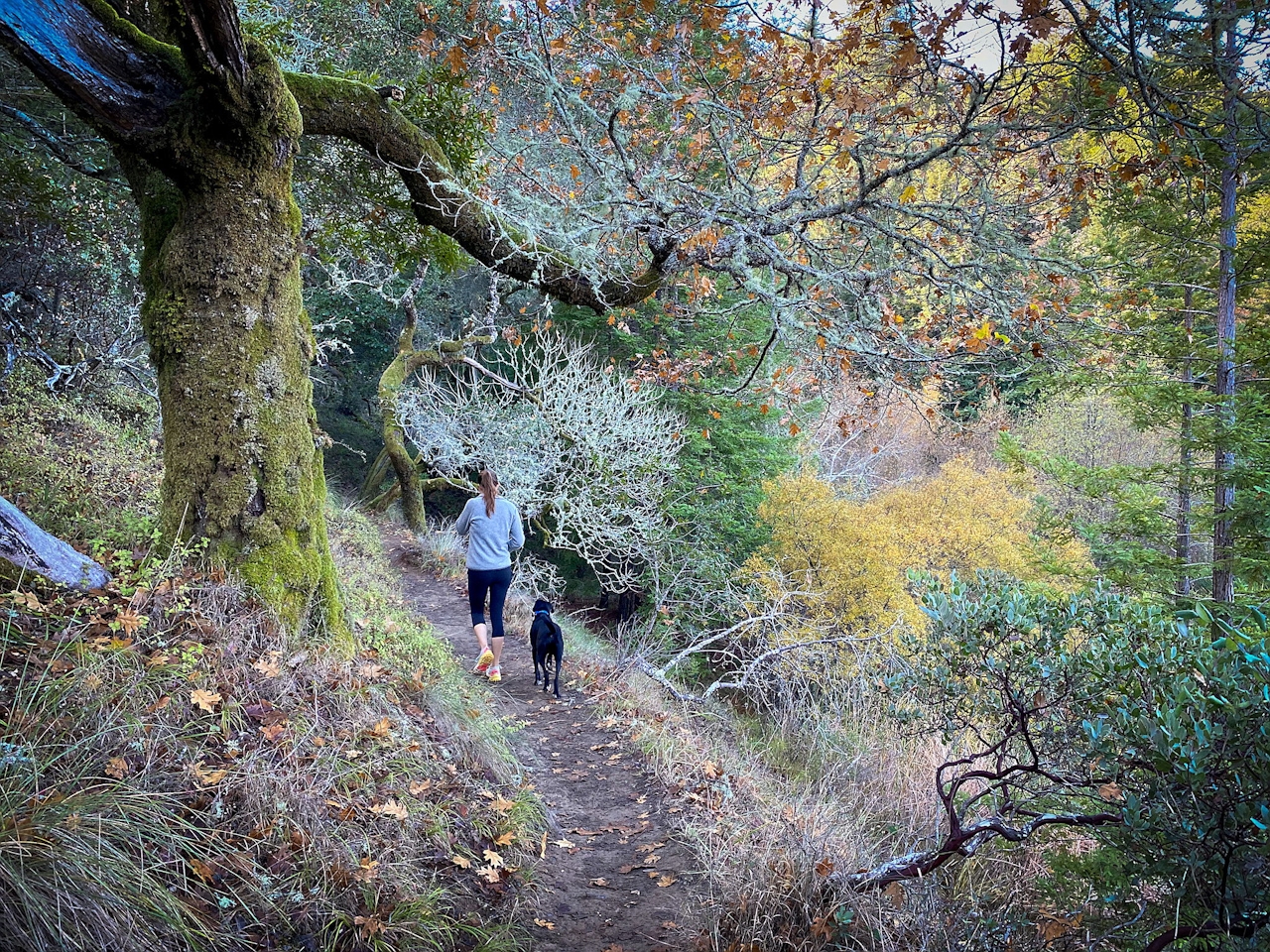 Woman and dog hiking through a forest in Mount Tam