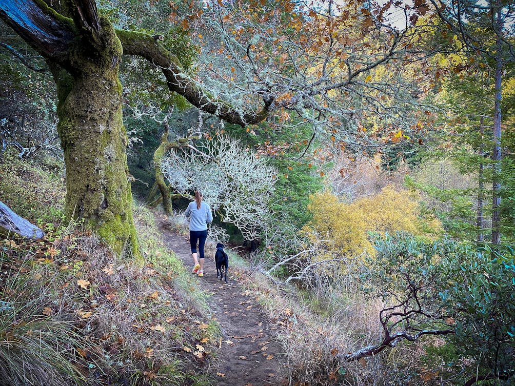 Woman and dog hiking through a forest in Mount Tam