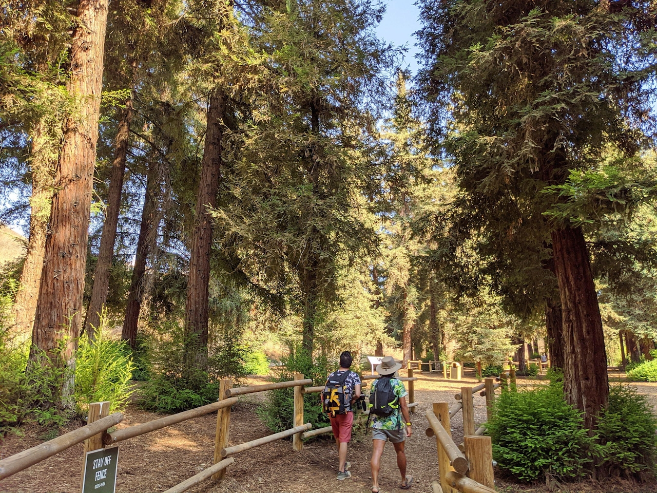 Hike Carbon Canyon Regional Park Coastal Redwood Grove