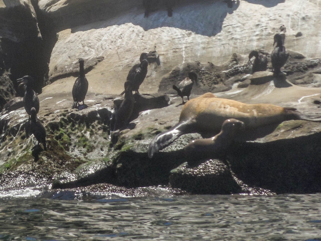 Kayak La Jolla Sea Caves