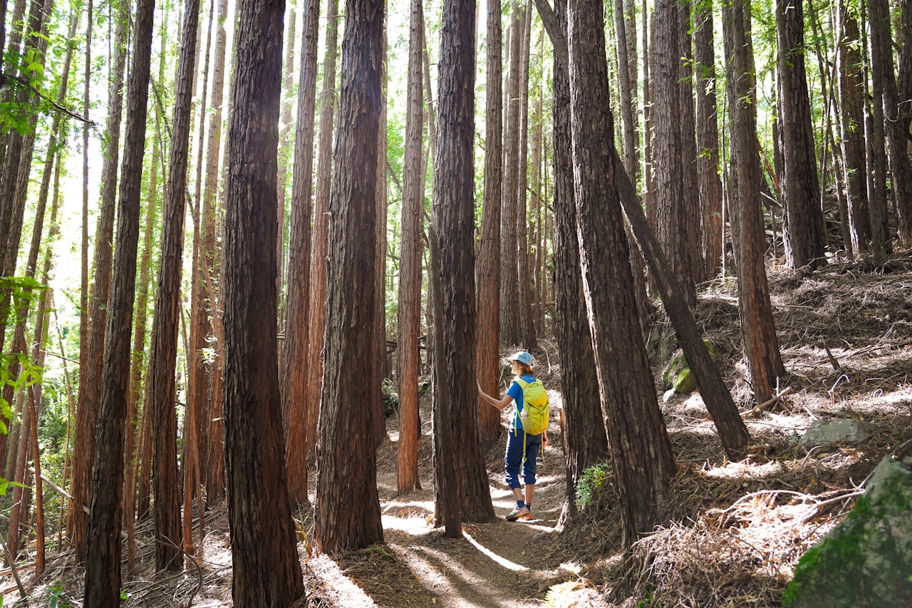 Muir Woods secret hike Mount Tamalpais Bootjack trail