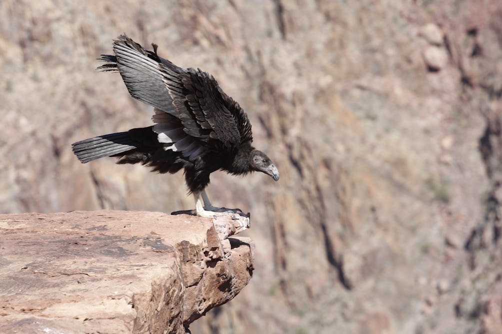 Condor in Grand Canyon National Park 