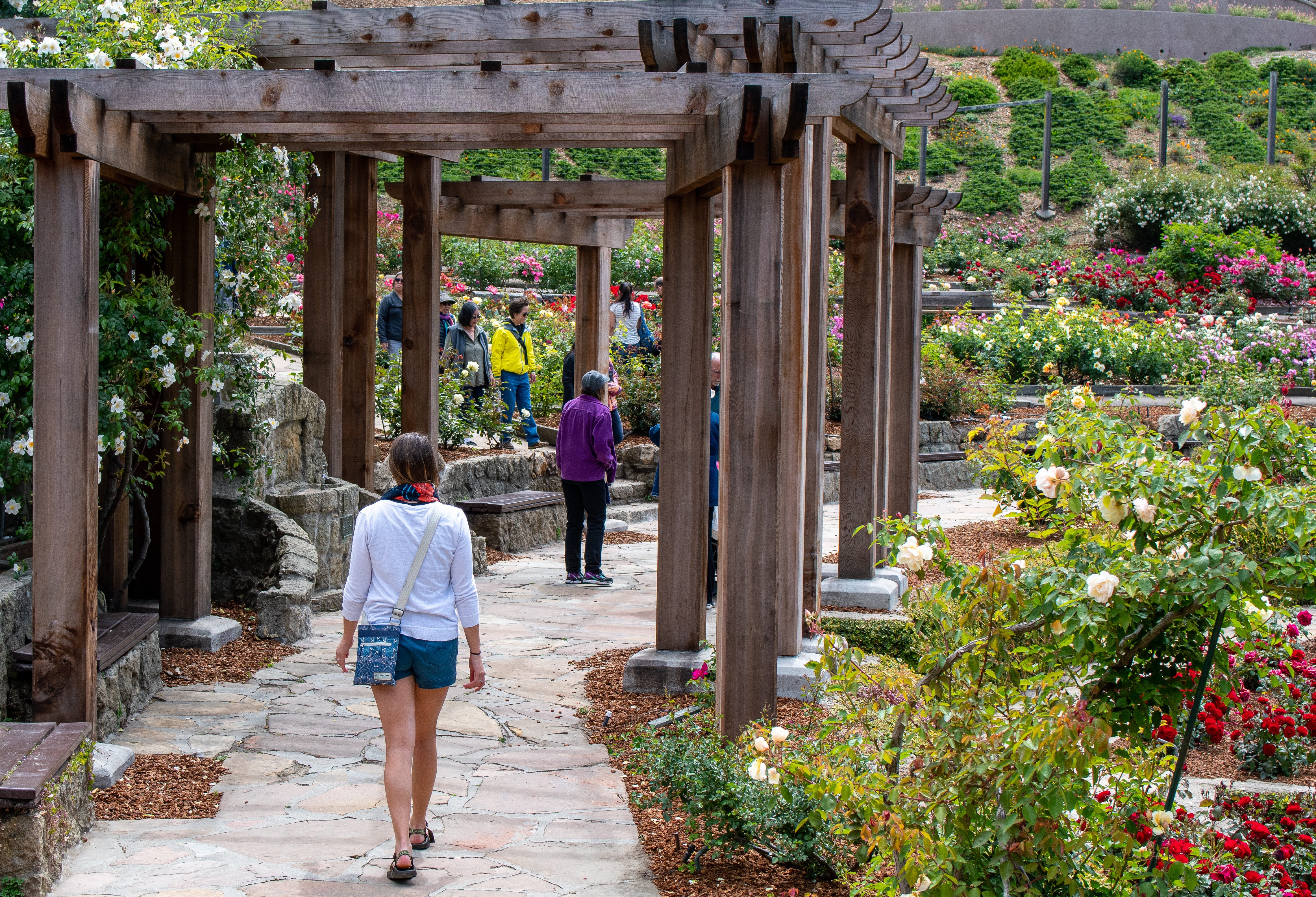 Walker going through Berkeley Rose Garden 