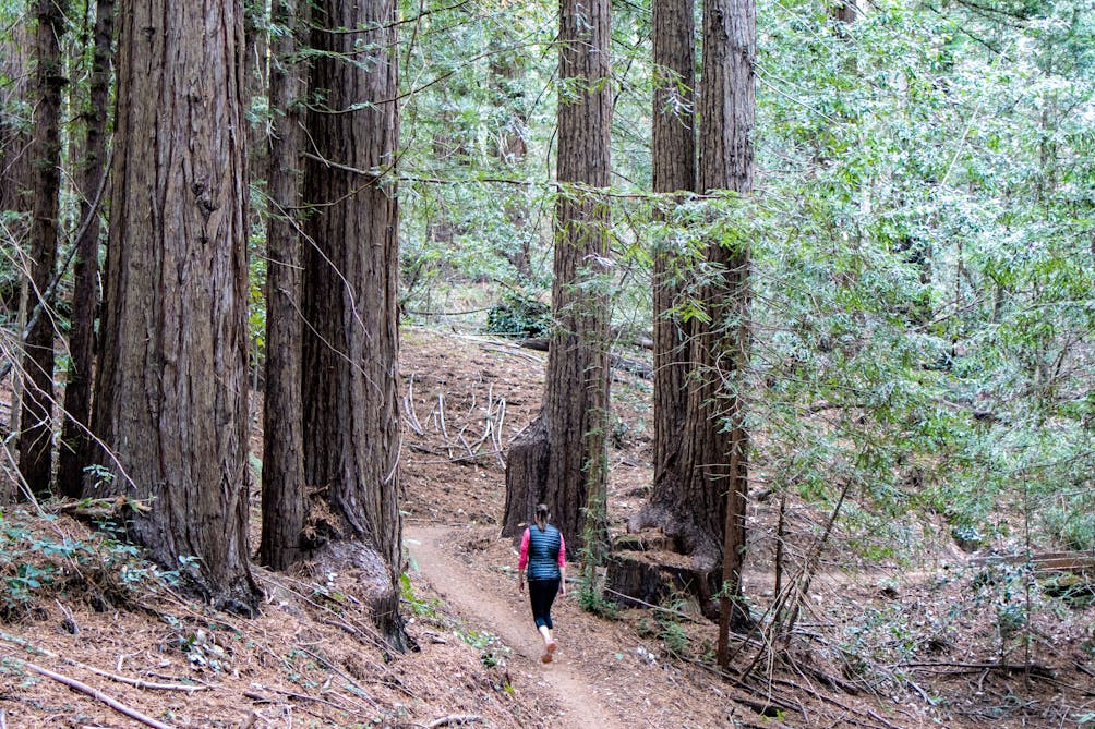 Hike among redwoods at El Corte Madera Creek Preserve