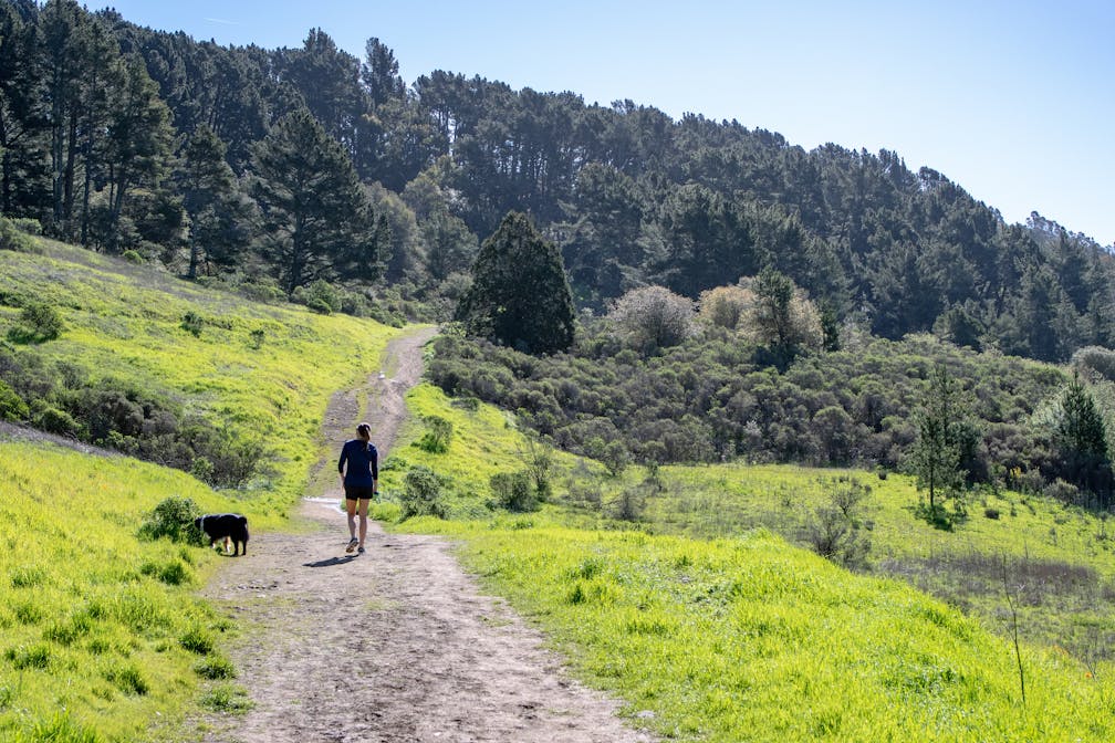 To Do: Tilden for Wildflowers!