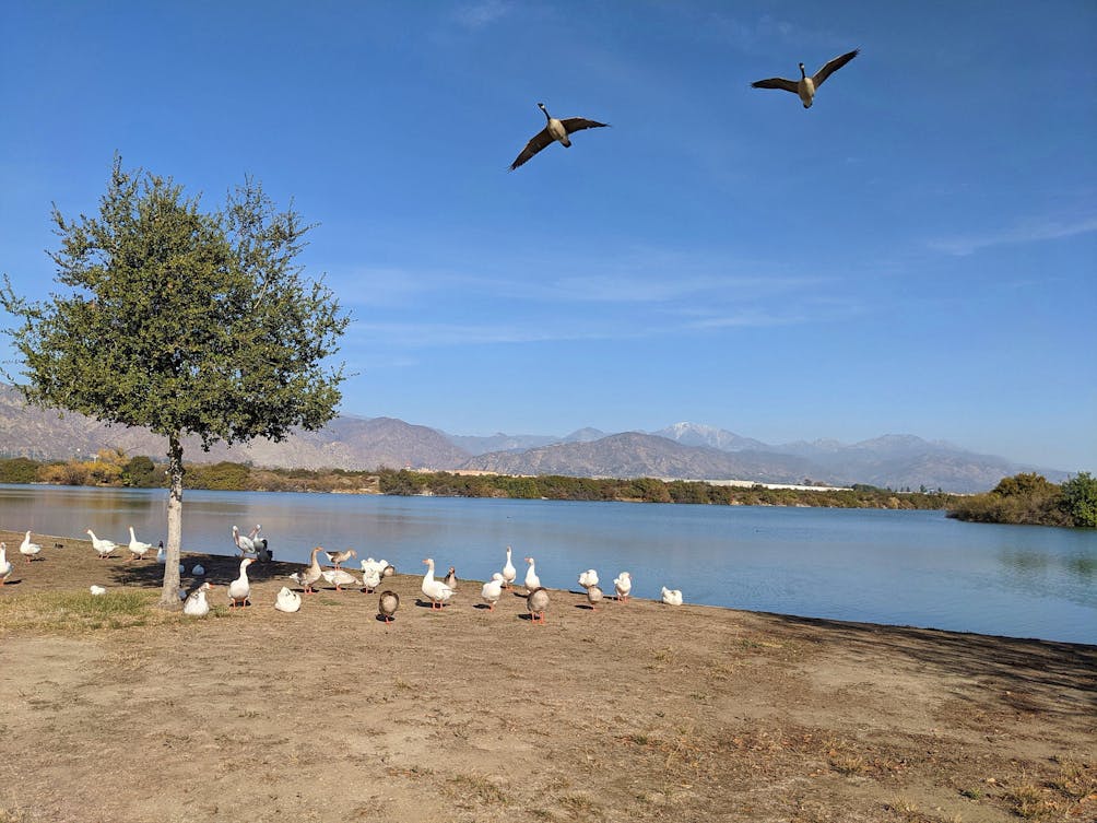 Canada Geese at the shoreline of Santa Fe Dam Recreation Area in Los Angeles County 