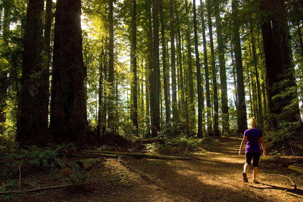 Hike the Grove of Old Trees in Occidental 