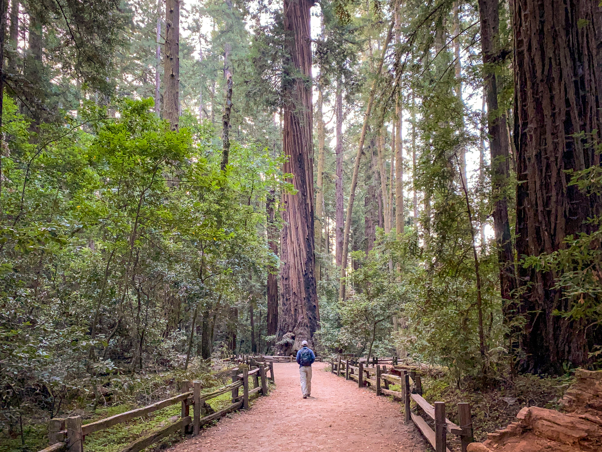 Person standing in the Redwoods Grove at Henry Cowell State Park in the Santa Cruz Mountains 
