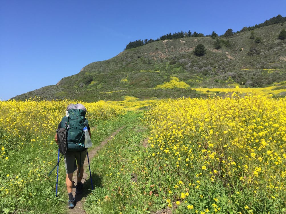 Backpacker hiking on the Coast Trail surrounded by yellow wildflowers in Point Reyes National Seashore 