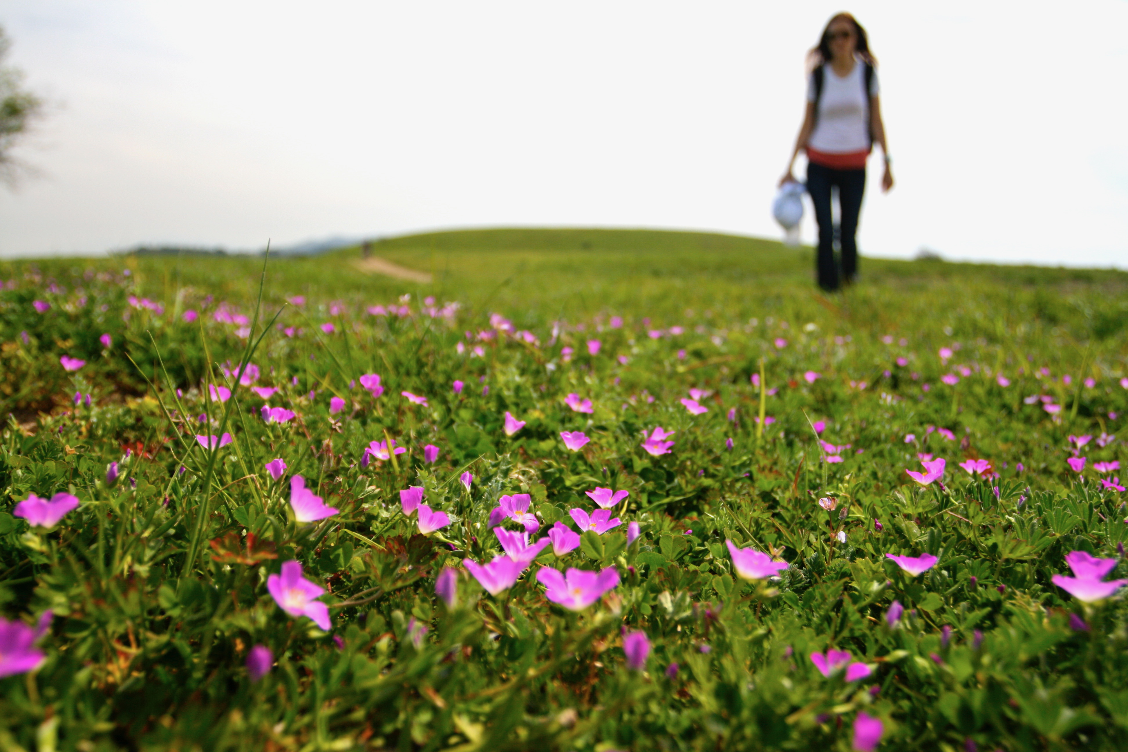 Hike Russian Ridge Open Space San Mateo County