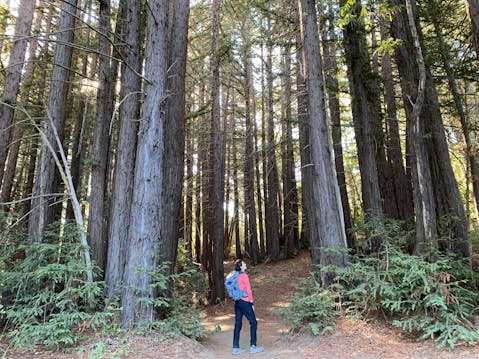 Hike among redwoods at Wunderlich Park 
