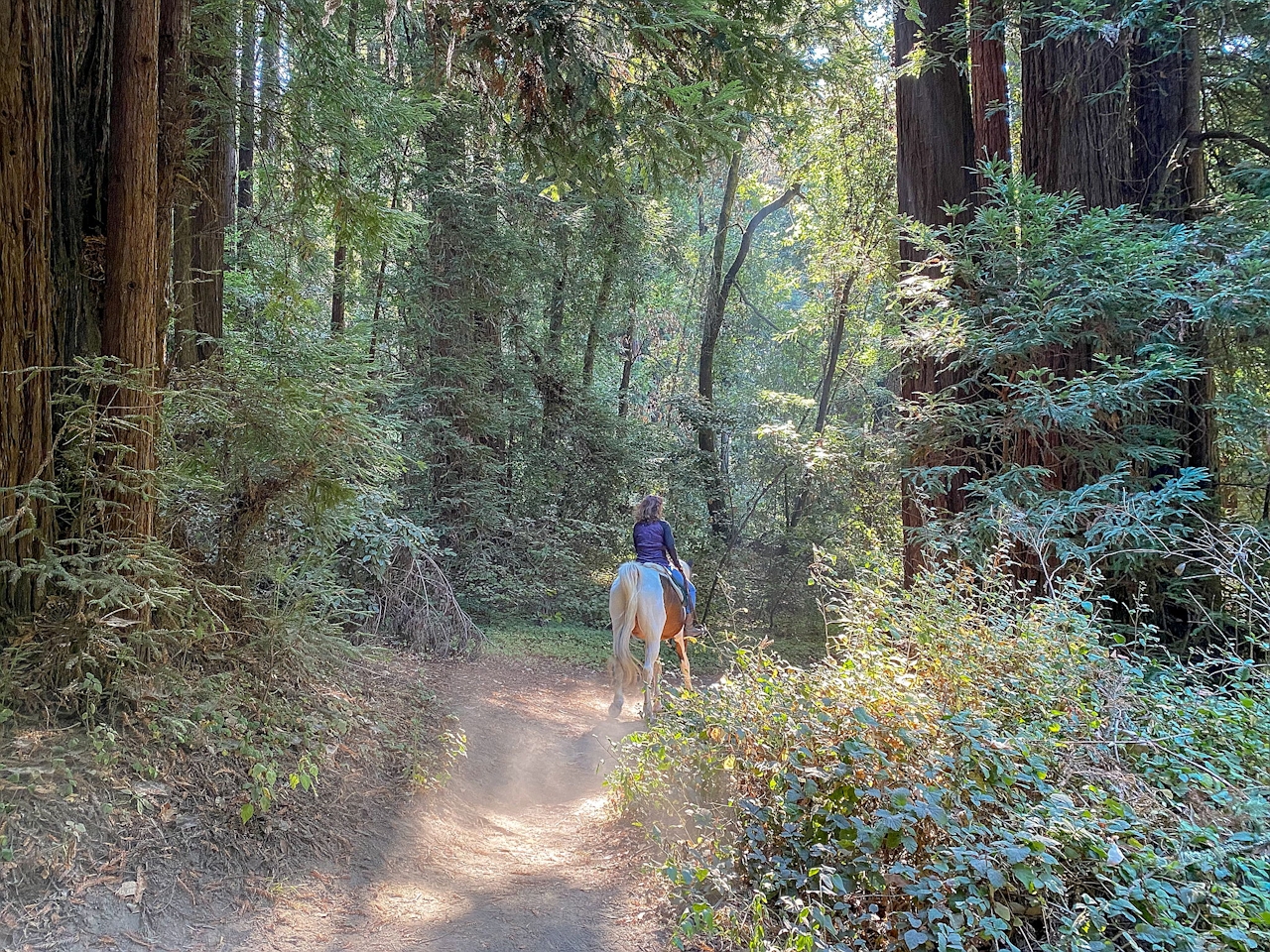 Redwoods at Henry Cowell State Park 