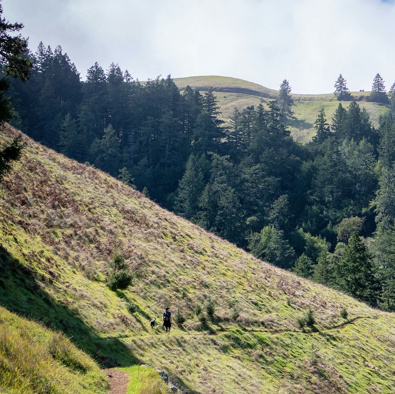 woman walking dog through mount tam