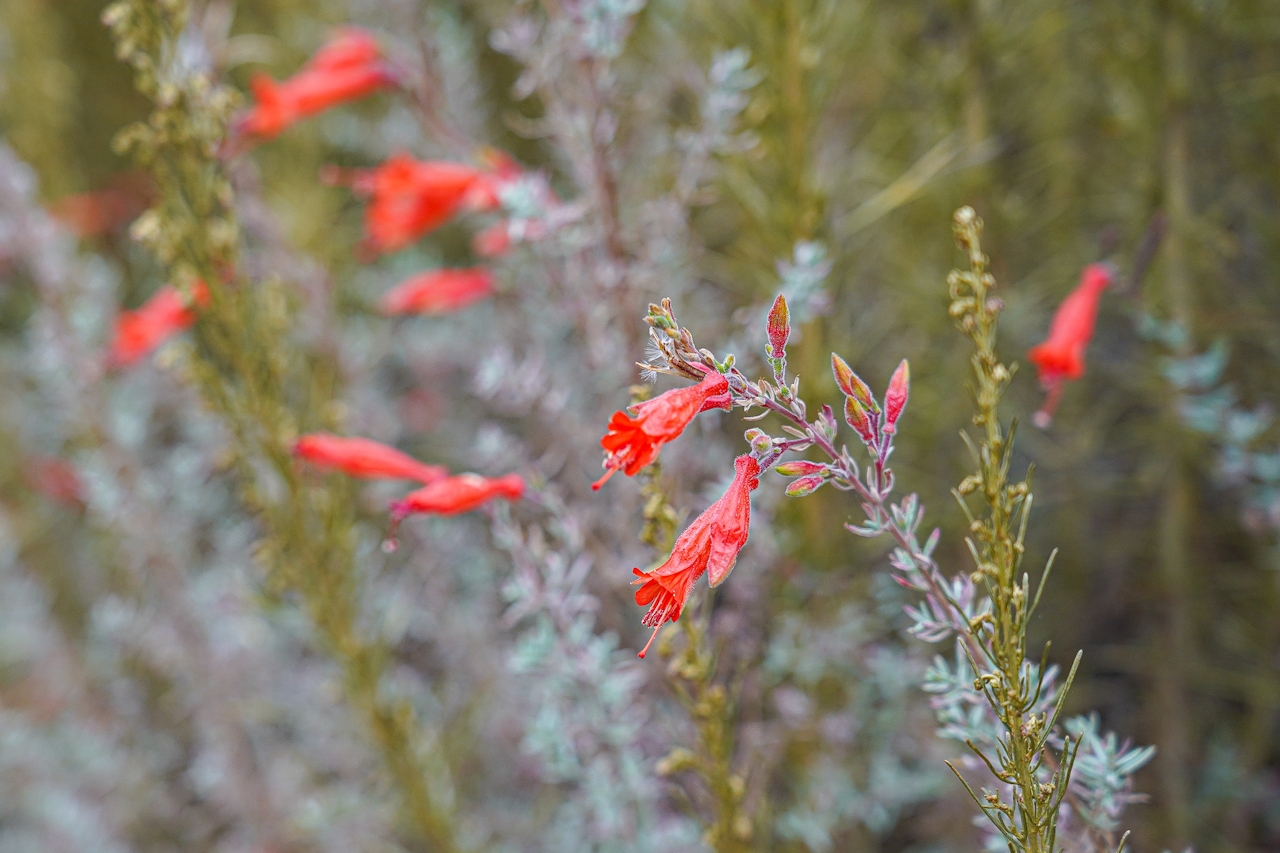 flowers at Elkhorn Slough