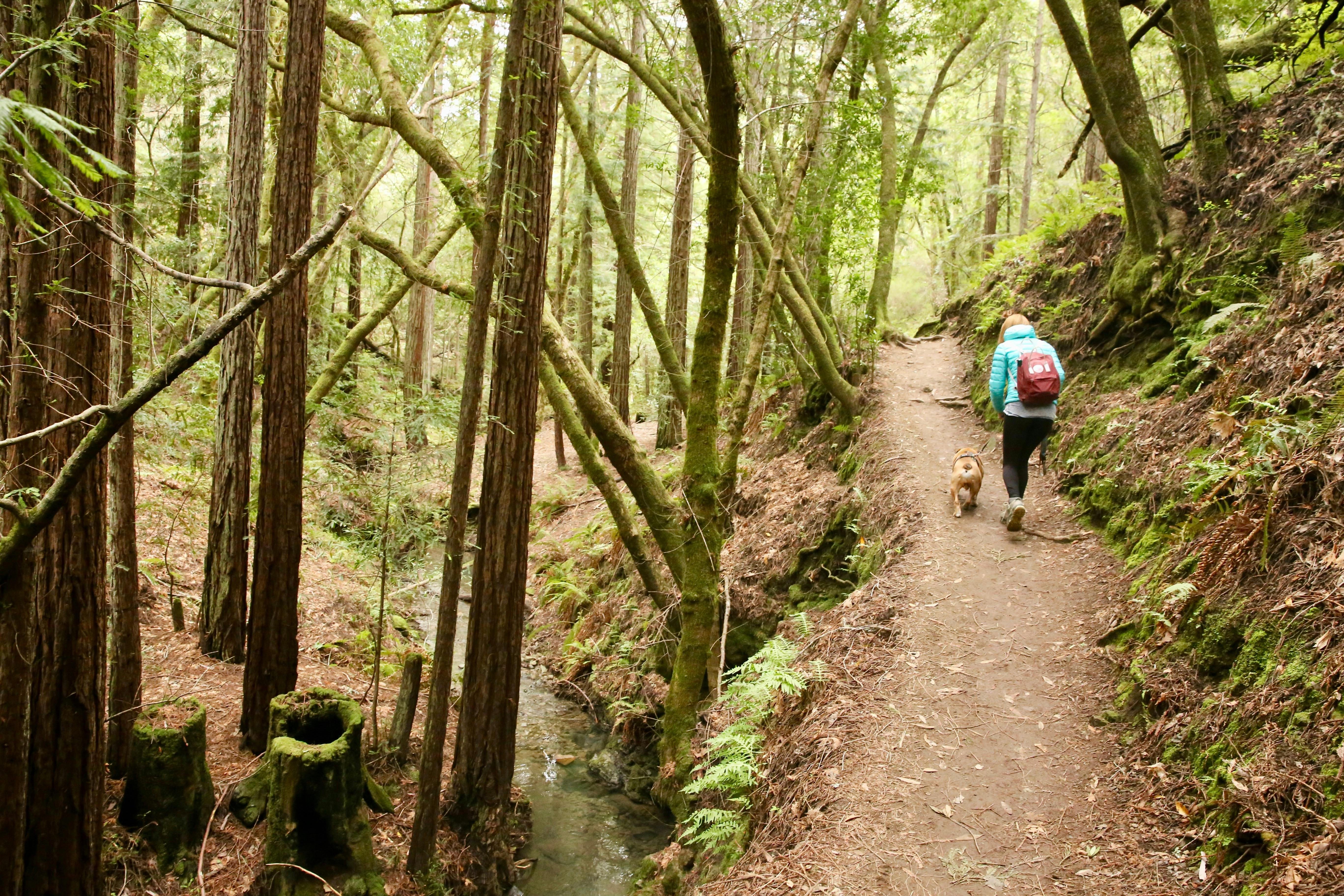 Woman hiking with her dog in a forest of second growth redwoods and ferns