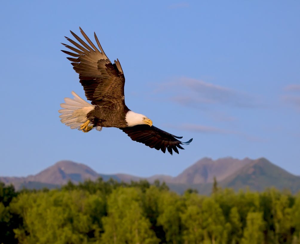 Bald Eagle near Anchorage Alaska
