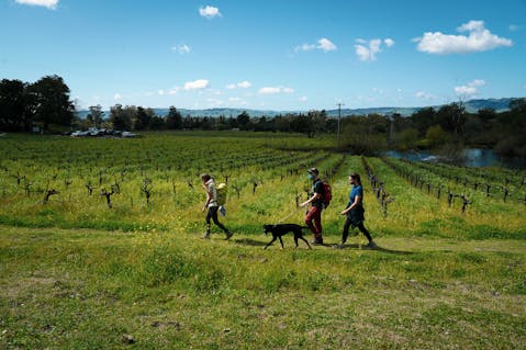 Woman walking her dog in a forest hiking at Bartholomew Park in Sonoma