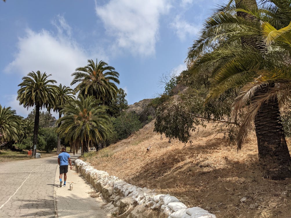 Man and his dog walking along a flat pathway with palm trees at Runyon Canyon in Los Angeles